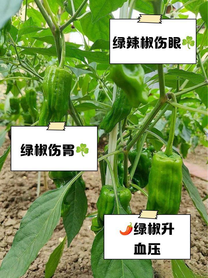 綠皮辣椒為何要盡量少吃