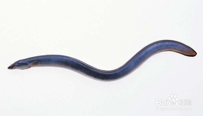 鰻魚去刺最簡單方法