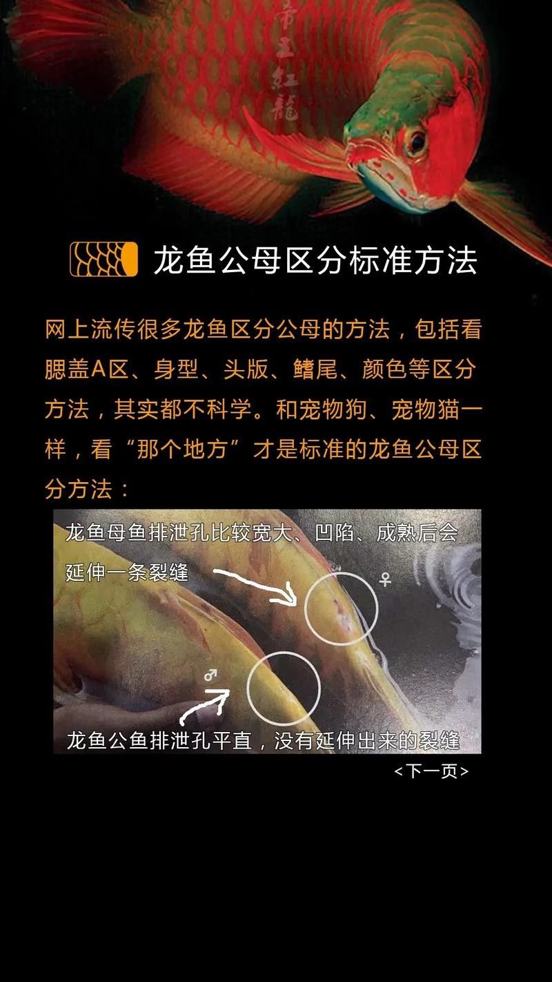 龍魚怎么區分公母圖解