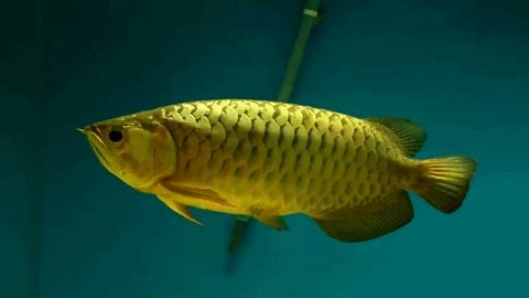 金龍魚捕食：金龍魚一口氣吃了10條草金魚肚子都撐爆了