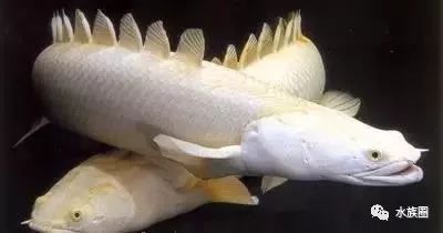 金龍魚捕食：金龍魚一口氣吃了10條草金魚肚子都撐爆了