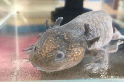 六角龍魚喂魚飼料行嗎：六角龍魚喂養技巧