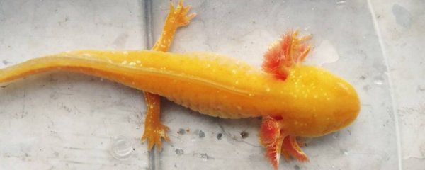 六角龍魚喂魚飼料行嗎：六角龍魚喂養技巧