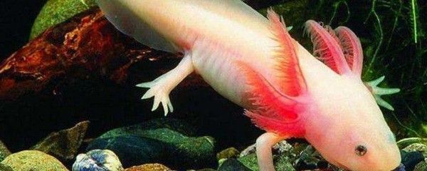 六角龍魚喂魚飼料行嗎：六角龍魚喂養(yǎng)技巧