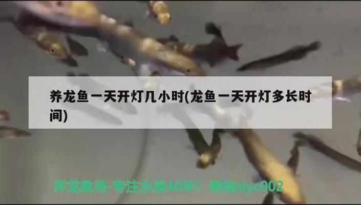 養(yǎng)龍魚每天開燈多長時(shí)間：養(yǎng)龍魚每天開燈時(shí)間控制在6小時(shí)之內(nèi)，龍魚光照不足的影響