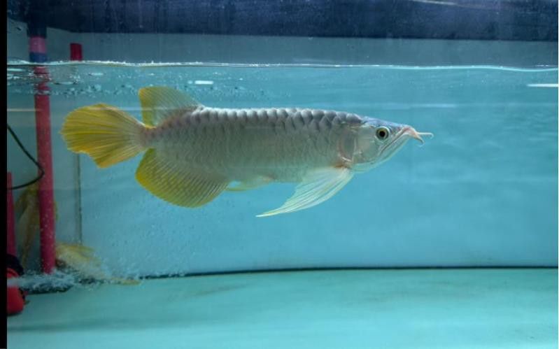 有哪些著名的紅龍魚漁場？