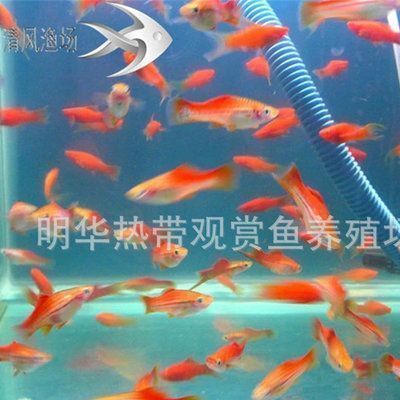 龍魚訓食：如何有效地進行龍魚的訓食