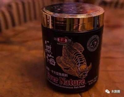 龍魚訓食：如何有效地進行龍魚的訓食