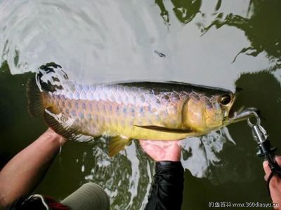 龍魚需要定期殺蟲驅蟲嗎