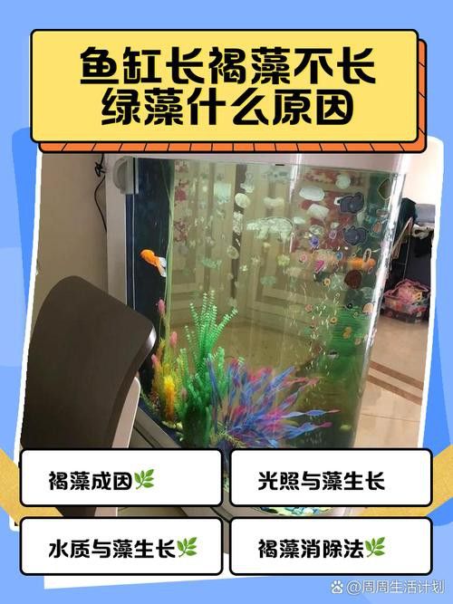 如何減少龍魚混養中的爭斗？