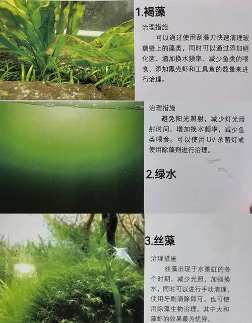 如何減少龍魚混養中的爭斗？