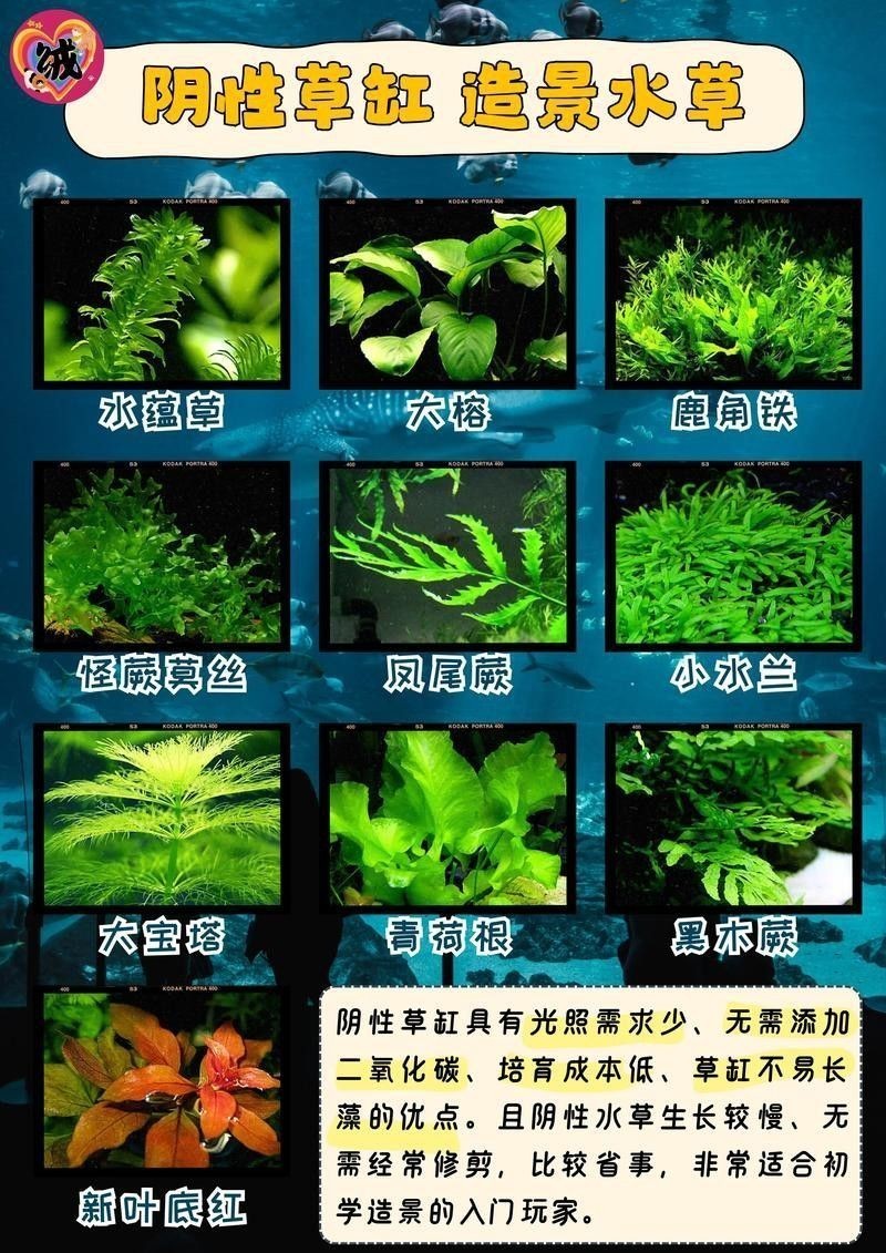 如何減少龍魚混養中的爭斗？