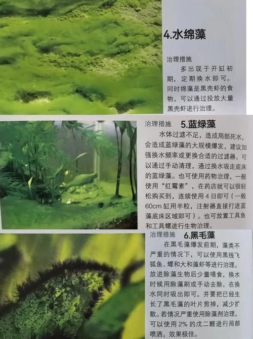 如何減少龍魚混養中的爭斗？