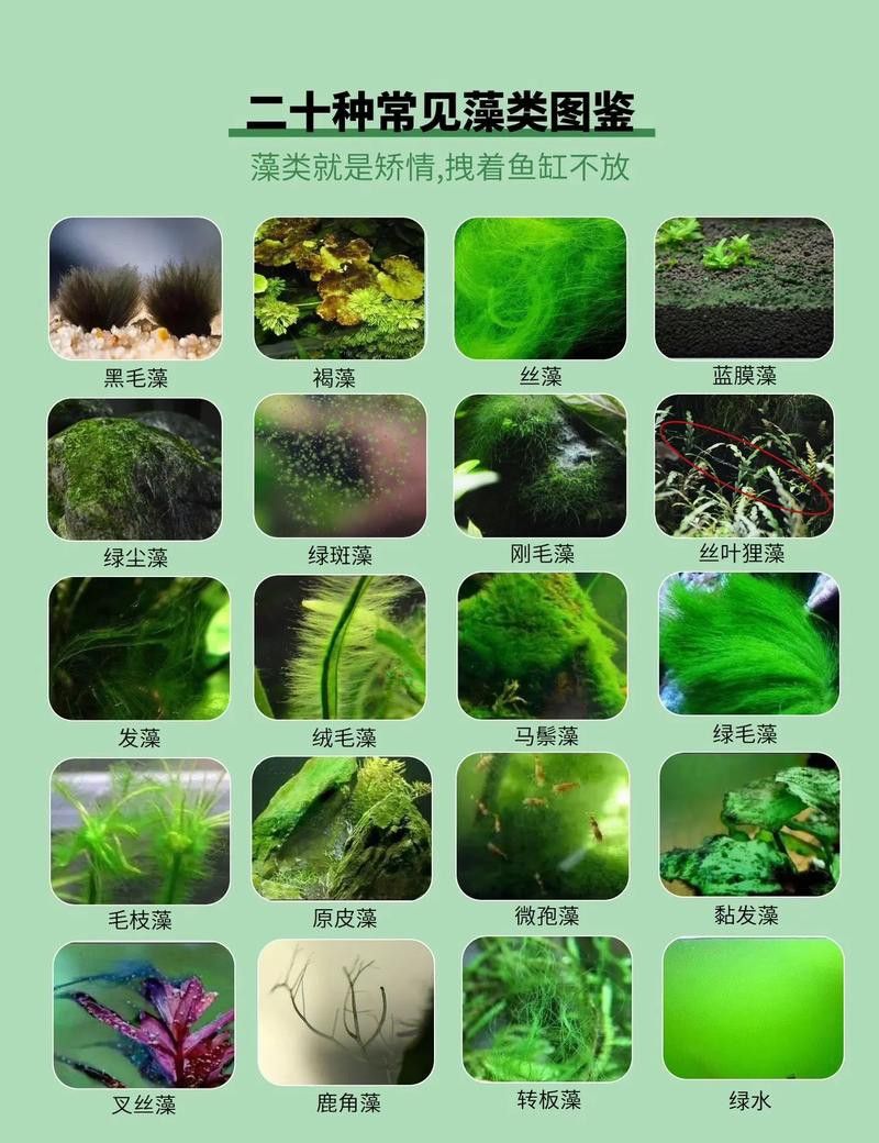 如何減少龍魚混養中的爭斗？