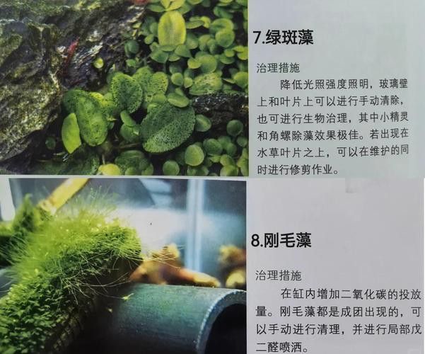 如何減少龍魚混養中的爭斗？