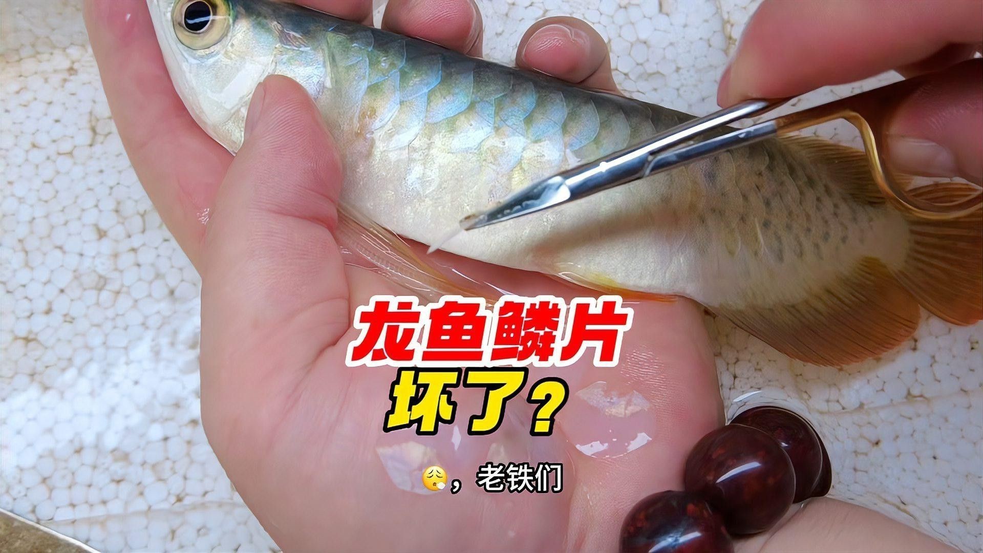 如何預防龍魚鱗片再次爛掉？