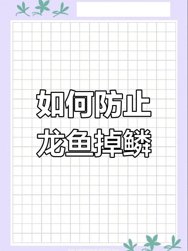 如何預防龍魚鱗片再次爛掉？