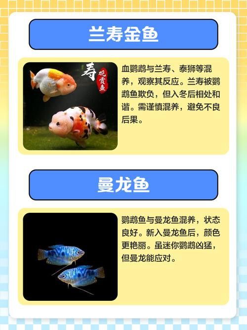 九龍魚缸要養什么龍魚最好看圖片