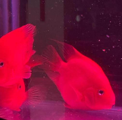 九龍魚缸要養什么龍魚最好看圖片