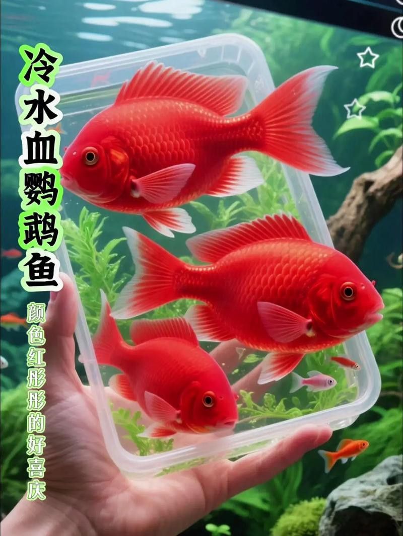九龍魚缸要養什么龍魚最好看圖片