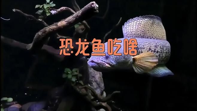 恐龍魚要吃什么飼料好