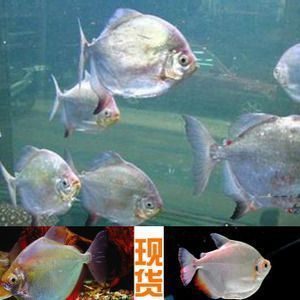 銀板魚混養搭配建議：虎魚與銀板魚混養注意事項詳解虎魚與銀板魚混養優勢