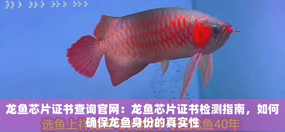 龍魚芯片證書查詢官網(wǎng)：龍魚芯片證書檢測指南，如何確保龍魚身份的真實(shí)性