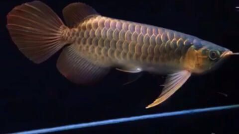 小紅龍魚成長(zhǎng)變色過(guò)程圖：小紅龍魚成長(zhǎng)變色過(guò)程詳解紅龍魚發(fā)色過(guò)程詳解