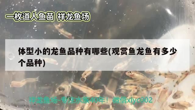 比較小的龍魚品種有哪些，體型較小的龍魚品種