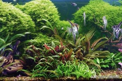 龍魚養多久算成年魚：如何判斷龍魚是否性成熟