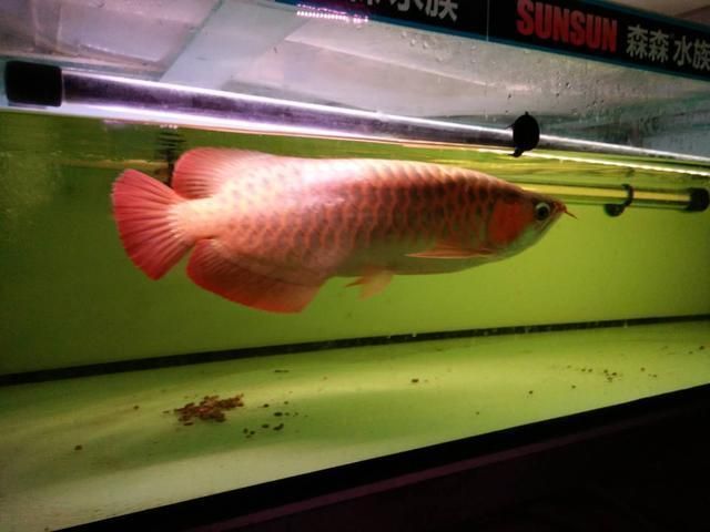 龍魚和七彩神仙混養好嗎：龍魚和七彩神仙魚可以混養嗎