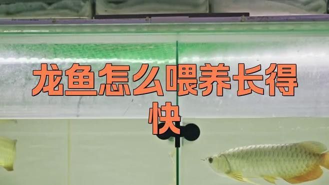 小龍魚吃什么好