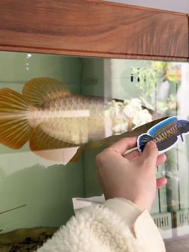 紅龍魚的四大品牌有哪些呢圖片 紅龍魚的四大品牌有哪些呢圖片 龍魚百科 第7張