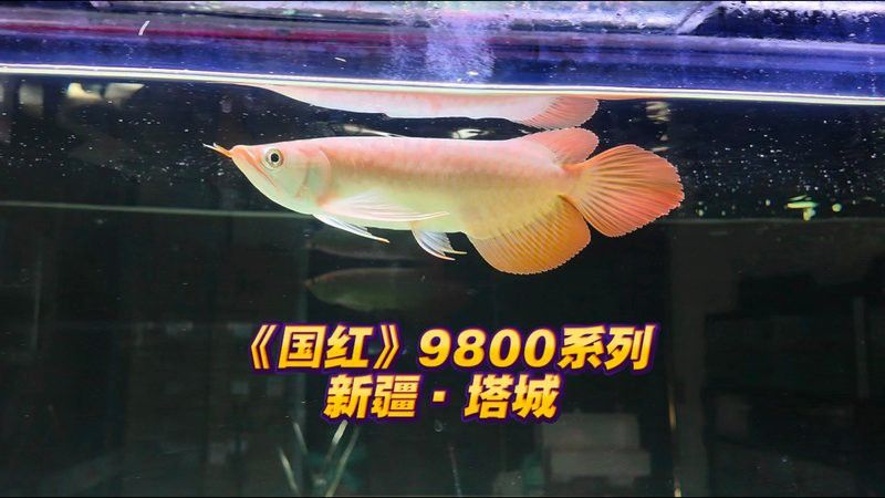 紅龍魚的四大品牌有哪些呢圖片 紅龍魚的四大品牌有哪些呢圖片 龍魚百科 第6張