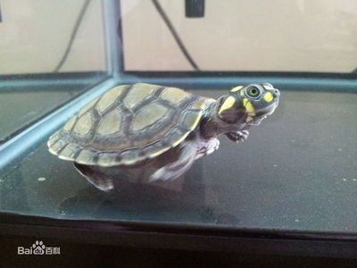 黃頭側頸龜能和金龍魚混養嗎：黃頭側頸龜能和金龍魚混養嗎黃頭側頸龜能和金龍魚混養嗎