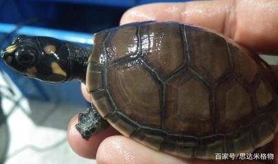 黃頭側頸龜能和金龍魚混養嗎：黃頭側頸龜能和金龍魚混養嗎黃頭側頸龜能和金龍魚混養嗎