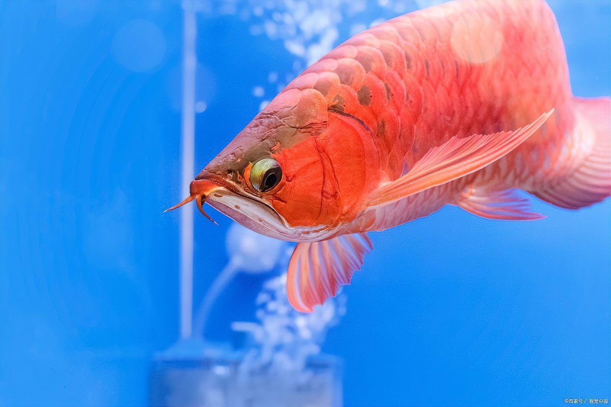 古典龍魚市場價(jià)值