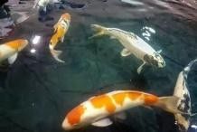 龍魚為什么撞缸會死