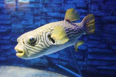 狗頭魚可以和龍魚混養嗎：狗頭魚可以和龍魚混養嗎，