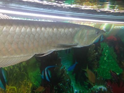 龍魚(yú)吃什么變紅色食物，如何自制龍魚(yú)增色飼料