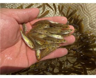 龍魚的配魚都有哪些種類：幾種適合與龍魚混養(yǎng)的魚類