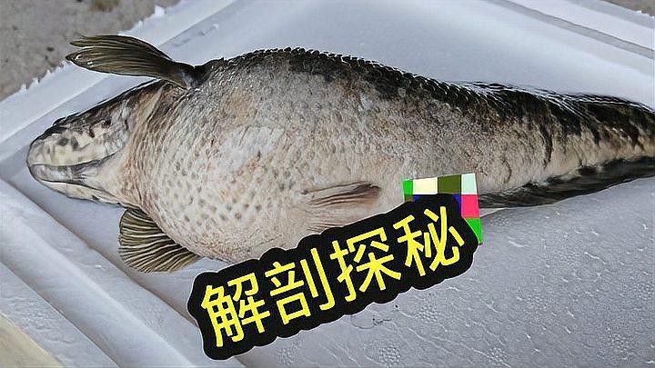 如何判斷雷龍魚是否感染腹水？