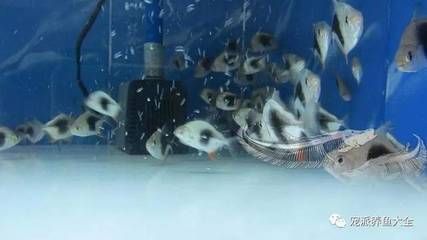 銀版魚適宜的水溫范圍：銀版魚適應新水溫方法，銀龍魚水溫波動應對