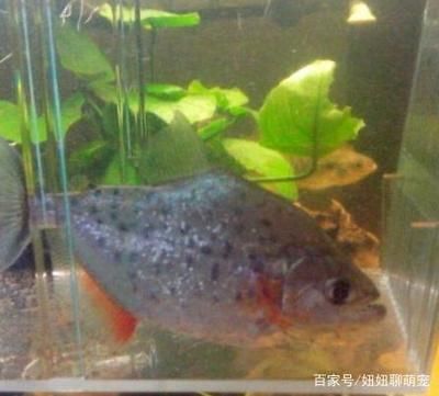 銀版魚適宜的水溫范圍：銀版魚適應新水溫方法，銀龍魚水溫波動應對