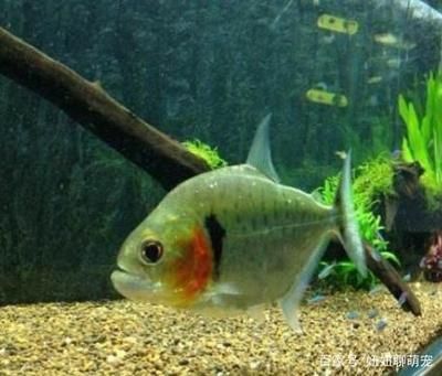 銀版魚適宜的水溫范圍：銀版魚適應新水溫方法，銀龍魚水溫波動應對