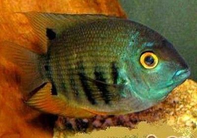 龍魚爛尾巴恢復要多久時間能好呀：龍魚爛尾巴恢復時間