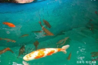 龍魚和錦鯉混養(yǎng)：龍魚和錦鯉可以混養(yǎng)一直是養(yǎng)魚愛好者關(guān)心的話題