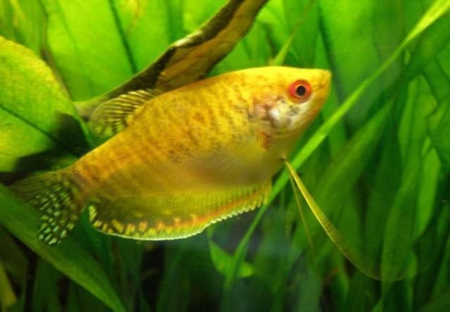 黃曼龍魚眼睛發(fā)紅是怎么回事黃曼龍魚眼睛發(fā)紅是怎么回事：黃曼龍魚的眼睛發(fā)紅是怎么回事