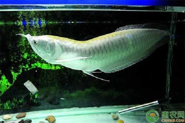 白色銀龍魚怎么養(yǎng)：白色銀龍魚的飼養(yǎng)需要注意以下幾個(gè)方面 白色銀龍魚怎么養(yǎng)：白色銀龍魚的飼養(yǎng)需要注意以下幾個(gè)方面 龍魚百科 第3張