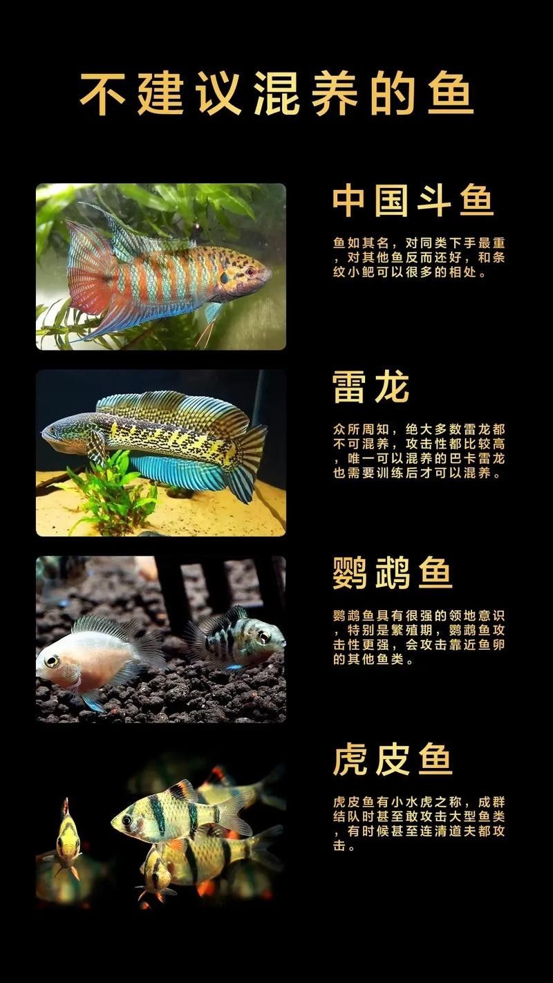 黑龍魚可以和什么魚混養(yǎng)一起養(yǎng)呢圖片